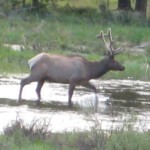 Trail Ridge Road, Colorado, Grand Lake, Elk Buck