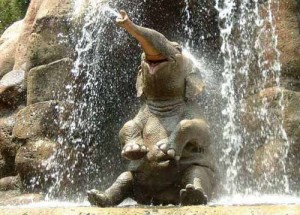 True Happiness Elephant