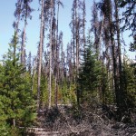 Mountain Pine Beetle Dead Trees