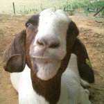 Your Friendly Goat