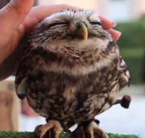 Beautiful Owl