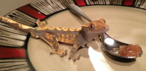 Crestie Your Happy Gecko