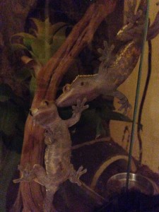 Crested Geckos in Love