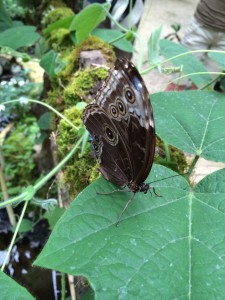 Butterfly Costa Rica