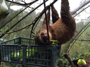 Chernoff Sloth