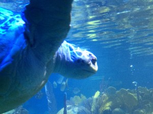 Boston Aquarium Turtle