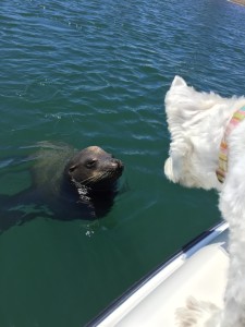 Bella Chernoff meet Sealion